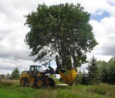 Как посадить большое дерево