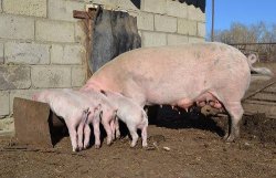 Строим сарай для выращивания свиней 